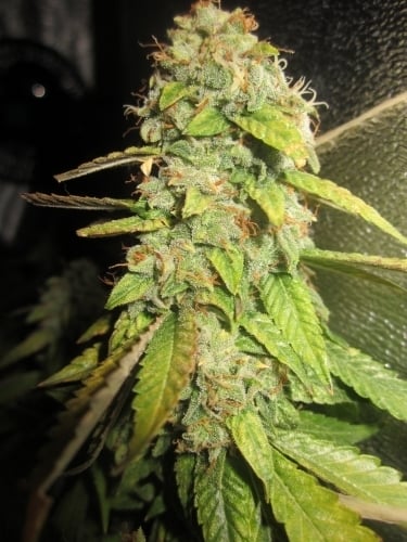 SALE - Notorious OG - Pheno Finder Seeds - Cannabis Seed Sale Items